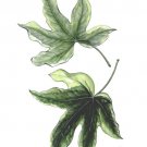 小川和彦観葉植物ヘデラ2018