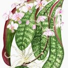 Phalaenopsis  Carmela’s Pixie（小池昇司）