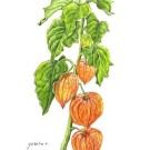 ホウズキ,大鹿由紀子