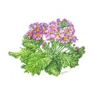 プリムラミニマラコイデス,飯沼由香