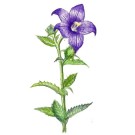 キキョウ,本宮とし子