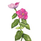 ニチニチソウ,清水伸一