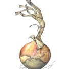 タマネギ,加藤恭子