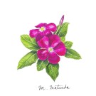 ニチニチソウ,松田美奈子