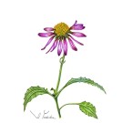 エキナセア,入田善子