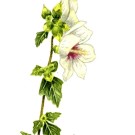 ムクゲ,清水伸一