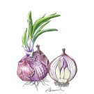 アカタマネギ,野崎明美