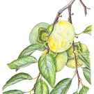 カキ,柿,小池昇司