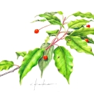 ソヨゴ,小池昇司