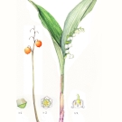 スズラン,小池昇司