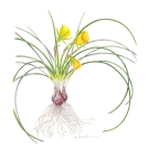 スイセン,ゴールデンベル,小池昇司