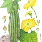 ヘチマ,小池昇司