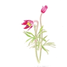 オキナグサ,小池昇司,