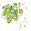 ヒトツバタゴ,小池昇司