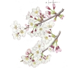 メイヨシノ,小池昇司