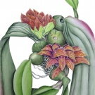 Bulbophyllum-Phalaenopsis