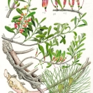 マツグミ,小池昇司