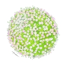 カスミソウ,小池昇司