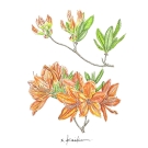 レンゲツツジ,小池昇司