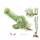 ゴヨウマツ,小池昇司