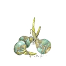 クワイ,小池昇司