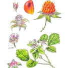 ナワシロイチゴ,小池昇司