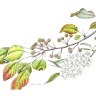 マメナシ,小池昇司