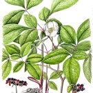 ヤマシャクヤク,小池昇司