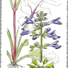 サルビア・リラータ,小池昇司