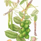 オニグルミ,小池昇司