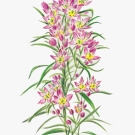 ムラサキセンブリ,小池昇司