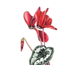 シクラメン,小池昇司