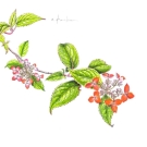 ベニガクアジサイ,小池昇司