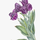 チューリップ,小池昇司