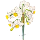 ニホンスイセン,小池昇司