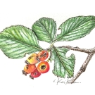 クラタエグス・クルスガリ,小池昇司