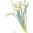 ニホンズイセン,小池昇司