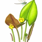 コウホネ, 小池昇司