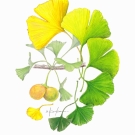 イチョウ,小池昇司