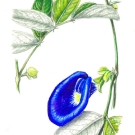 バタフライピー,小池昇司