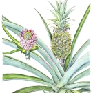 パイナップル,小池昇司