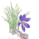 サフラン,小池昇司