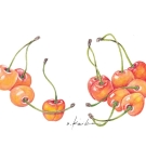 サクランボ,佐藤錦,小池昇司