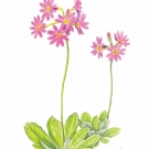 ハクサンコザクラ, 小池昇司