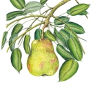 ラフランス,小池昇司