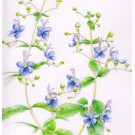 クレロデンドルム,吉本一彦