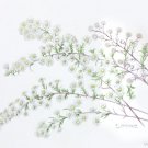 キダチコンギク（木立紺菊）