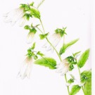 ホタルブクロ,吉本一彦