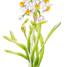 スイセン,吉本一彦