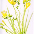 フリージア,吉本一彦